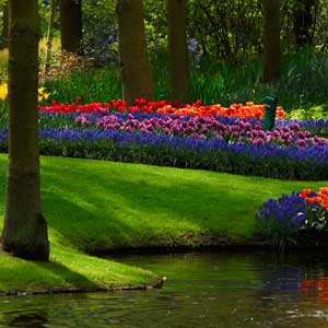 flowers looking over a shoreline