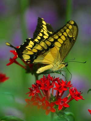 butterfly on red flowers