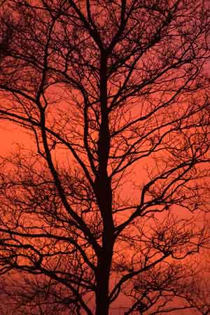 tree against rose colored sunset